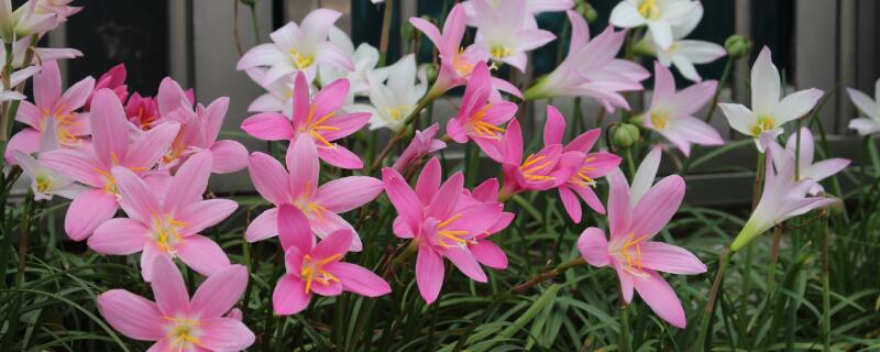 风雨兰一年开几次话 风雨兰常年开花吗