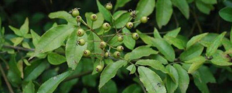 山木香与野蔷薇的区别（山木香和蔷薇的区别）