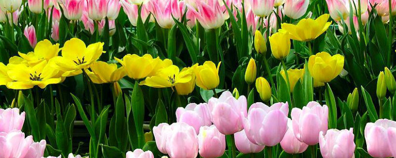 和女生第一次见面送什么花（追求女生送什么花）