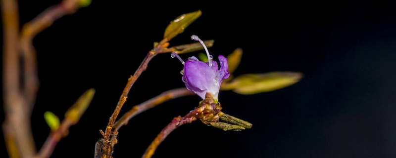 干枝杜鹃是一次性的么 干枝杜鹃是一次性的么