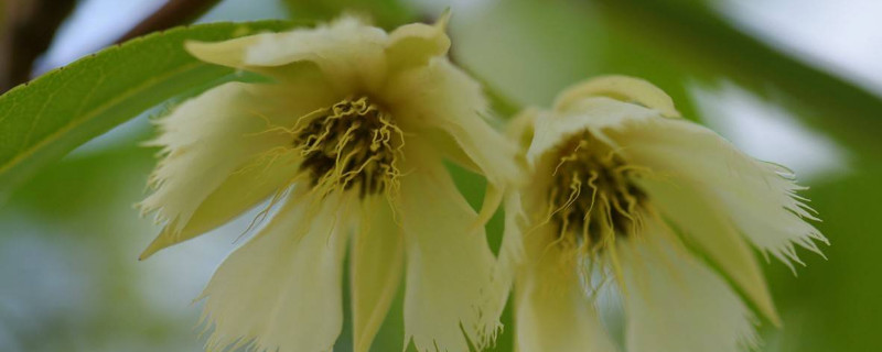 水石榕和杜英的区别（水石榕和杜英的区别是什么）