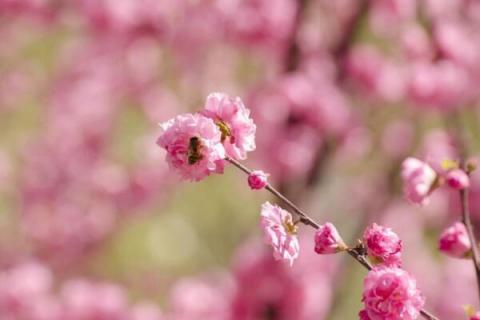 三月红是什么花