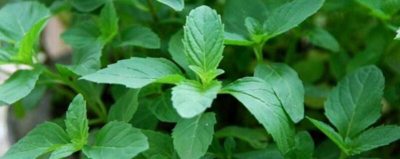 薄荷叶子为什么光蔫 薄荷叶子为什么光蔫了