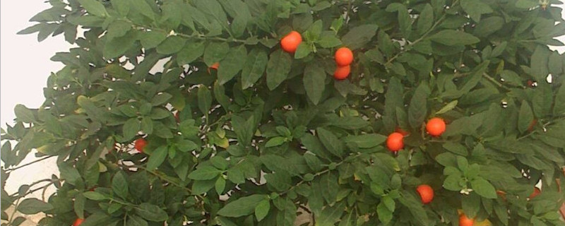 盆栽四季果的摘心方法 四季果如何修剪摘心