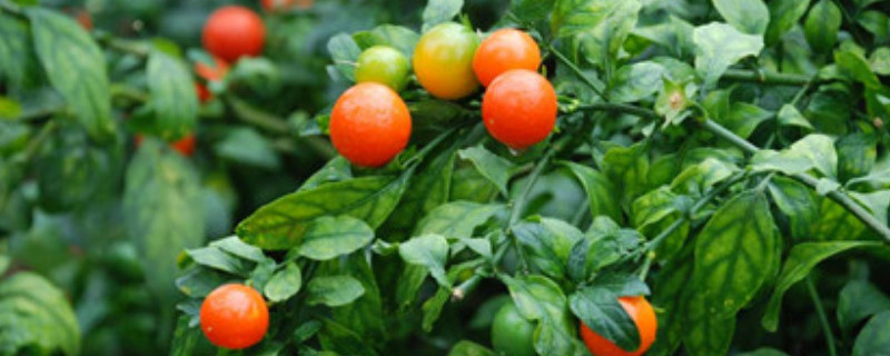 吉庆果开花怎么授粉（吉庆果开花怎么都落了?）