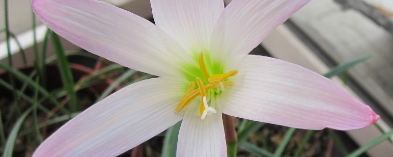 风雨兰怎么收球(风雨兰种球可以放多久)