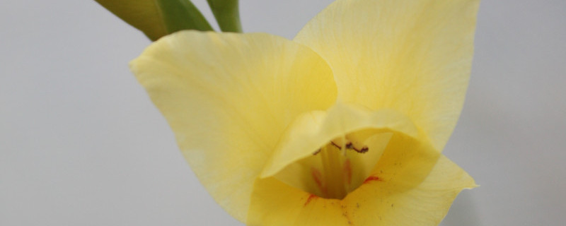 剑兰开花后怎么办 剑兰开花了还能再开吗