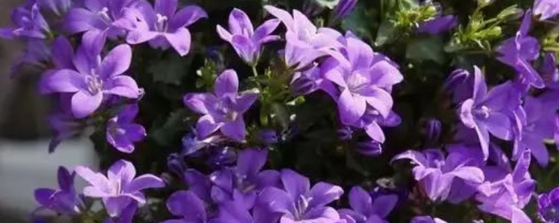 丹麦风铃怎么收种子（丹麦风铃怎么收种子的）