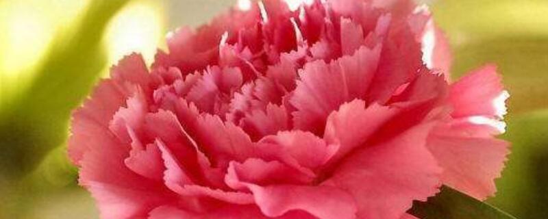 康乃馨怎样醒花 康乃馨醒花最简单的方法