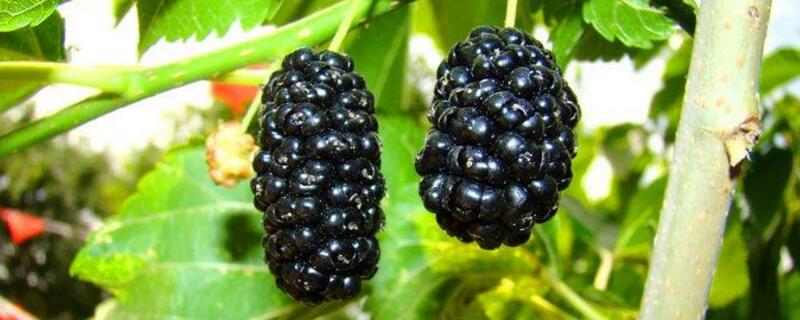 桑葚的种子在哪里（桑葚种子能长出来桑树吗）