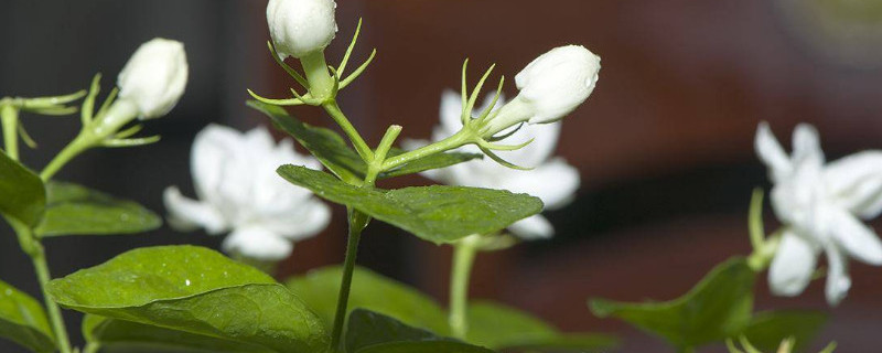 香水茉莉怎么扦插 香水茉莉怎么扦插繁殖