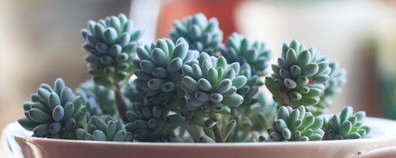多肉喜欢阳光还是阴凉 多肉喜欢水多还是水少