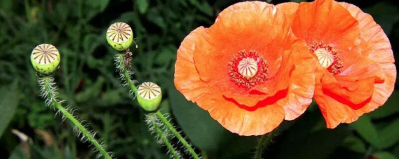 虞美人花苗与罂粟的区别 虞美人花和罂粟区别