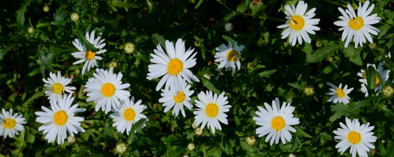 大滨菊是宿根的吗（大滨菊根系）