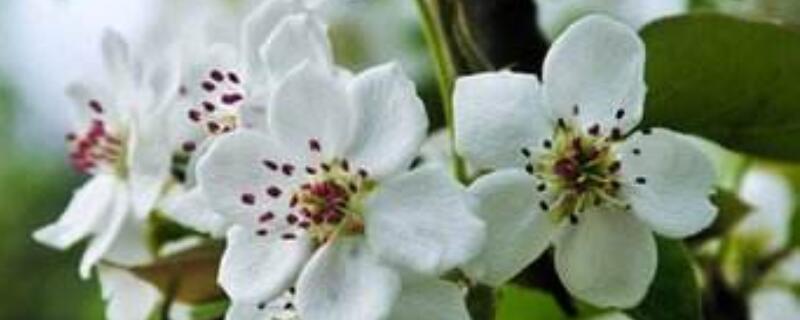 梨树花期打什么药 梨树花期打什么药哦