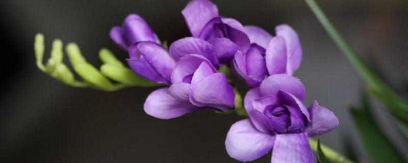 香雪兰有毒吗 香雪兰有毒吗 适合在室内养吗