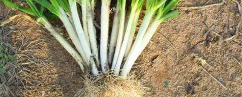 盆栽葱如何越来越粗（盆栽葱如何越来越粗大）