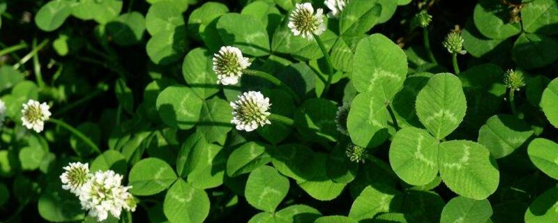 白车轴草是幸运草吗 白车轴草是什么花序