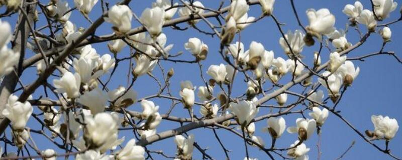 辛夷花是什么花（辛夷花是什么花 功效与作用）