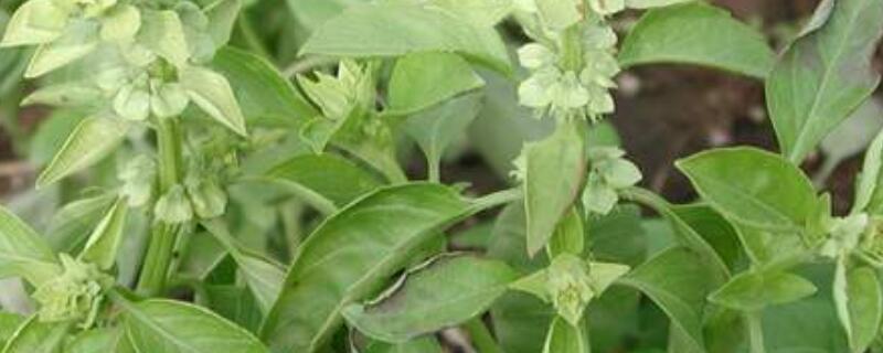 金不换和荆芥一样吗 荆介是不是金不换