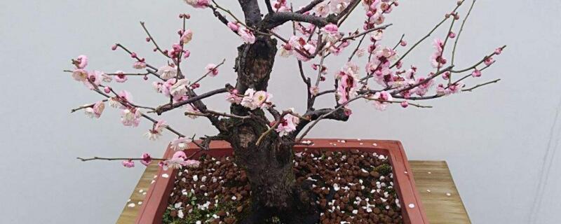 红梅盆摘加什么肥料好 红梅盆摘加什么肥料好看