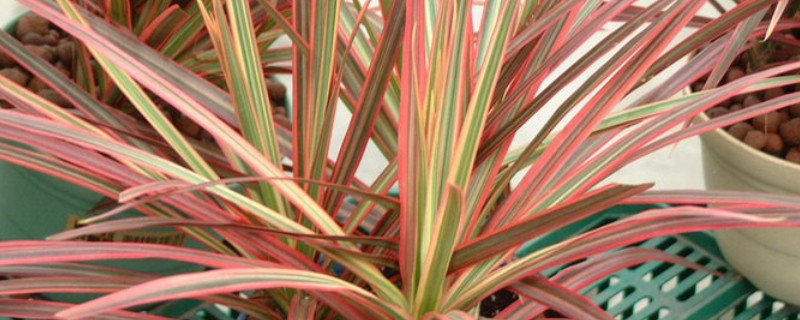 千年木叶子发黄干枯 千年木叶子发黄干枯怎么回事