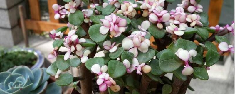 太阳花能嫁接在金枝玉叶上吗（太阳花能不能嫁接到金枝玉叶上）