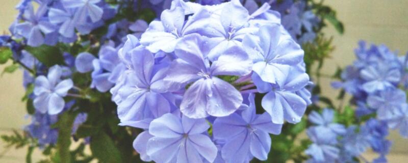 蓝雪花怎么造型（蓝雪花怎么造型好看）