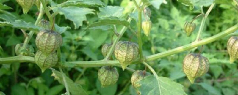 野生灯笼果有毒吗（野生灯笼果有毒吗能吃吗）