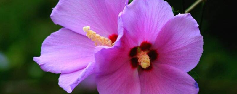 盆栽木槿花种植技术（木槿花种植方法）