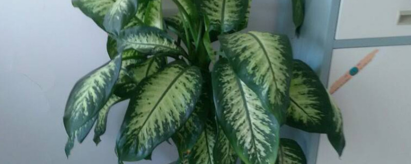 竹芋叶子下垂怎么补救（竹芋叶子下垂怎么补救图片）