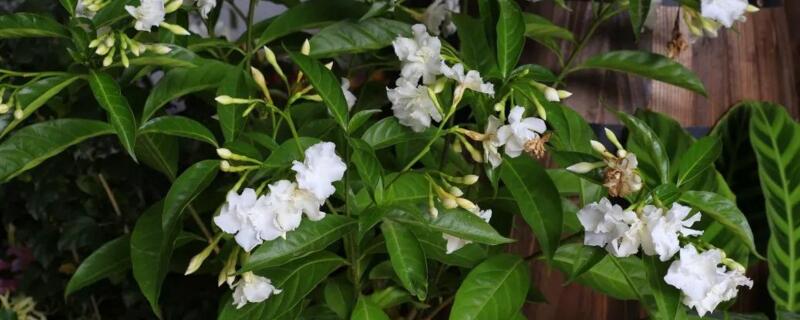 狗牙花只有花苞不开花 狗牙花不开花只有花骨朵