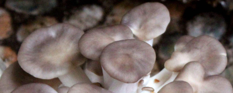 平菇种植技术（蘑菇大棚图片）