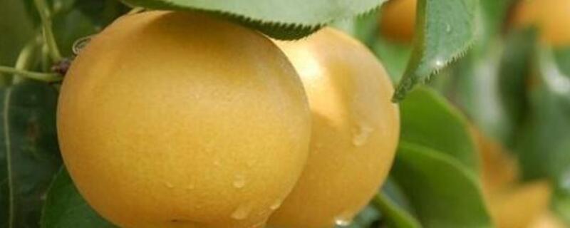 晚秋黄梨什么时候采摘（晚秋黄梨什么时候采摘最好）