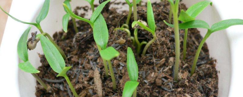 辣椒多久发芽（辣椒多久发芽一次）