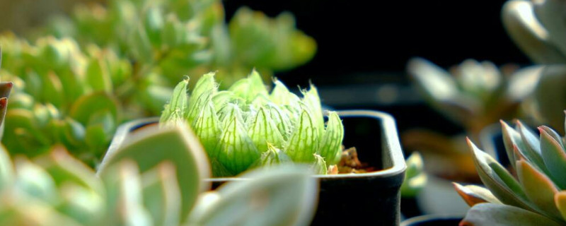 樱水晶长侧芽怎么办（樱水晶发芽）