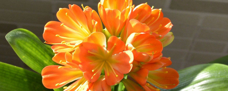 君子兰不开花是什么原因（兰花不开花是什么原因）