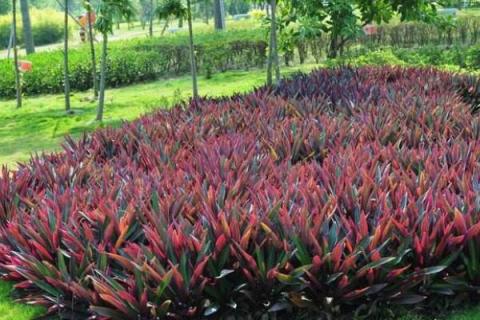 紫背万年青怎么扦插