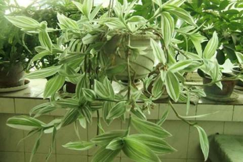 吊竹梅的功效与作用