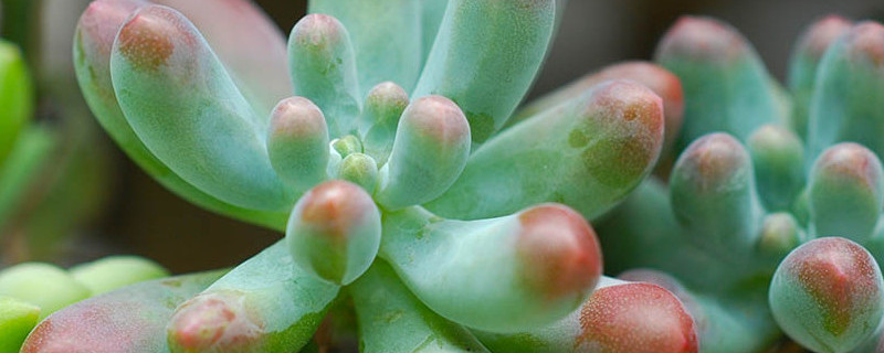 多肉叶子脱落皱怎么办（多肉叶子皱了怎么回事）