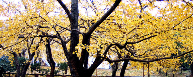 银杏树的管理方法（银杏树的管理方法和技巧）