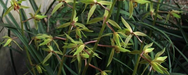 野生兰花长在什么地方 野生兰花一般生长在哪里