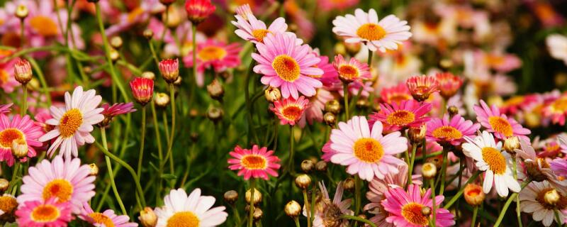 波斯菊有毒吗（波斯菊有毒吗 对小孩有什么）