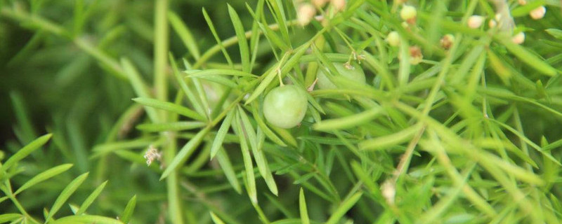 天门冬草花的养殖（天门冬草花的养殖时间）