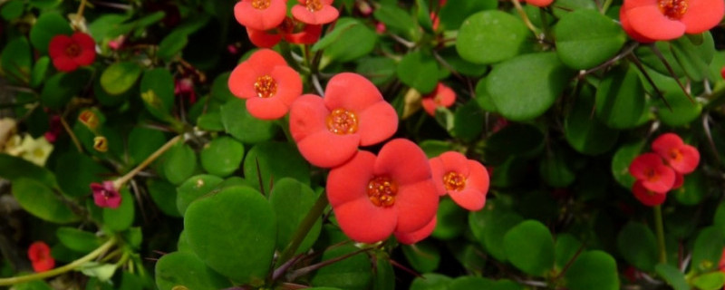 铁海棠怎么栽培（铁海棠栽培方法）