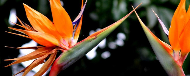 鹤望兰叶子如何修剪（鹤望兰叶子如何修剪好看）