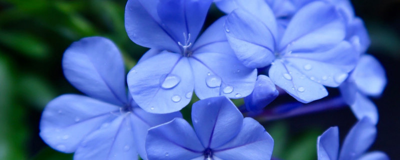 蓝雪花怎么牵藤 爬藤蓝雪花的养殖方法