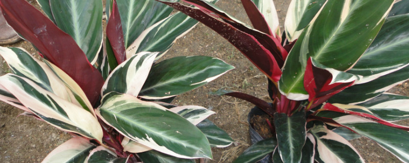 竹芋倒伏是怎么回事（海芋总是倒伏）