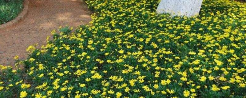 多头菊叶子蔫了怎么办 多头菊叶子发黄怎么办