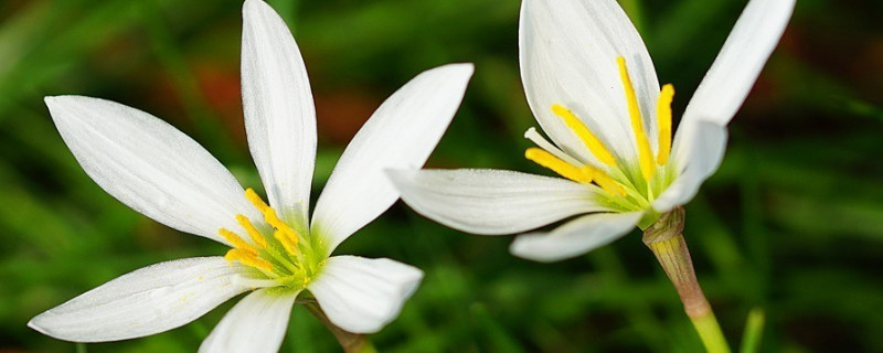 葱兰浇水多了怎么办（葱兰浇水多了怎么办呢）